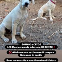 Cuccioli Simil labrador