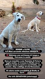 Cuccioli Simil labrador