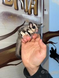 Baby Petauro Dello Zucchero