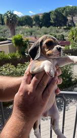 Beagle amercani