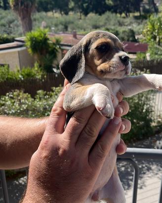 Beagle amercani