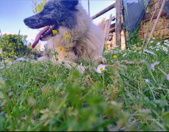 Pastore dell' Lagorai