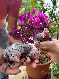 Pappagallo Baby Cacatua Reseicapilla