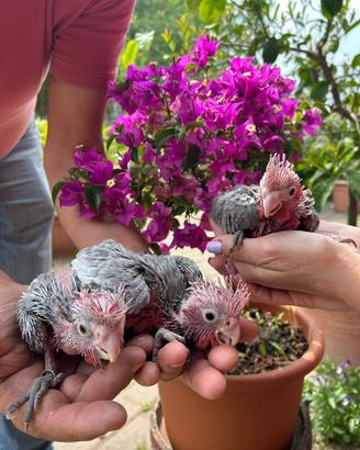 Pappagallo Baby Cacatua Reseicapilla