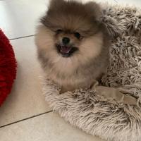 Cucciolo spitz tedesco nano pomerania