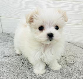 Cuccioli di maltese di 2 mesi ad Aosta