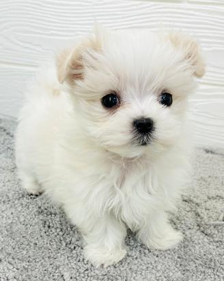 Cuccioli di maltese di 2 mesi ad Aosta
