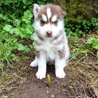 Cuccioli siberian husky
