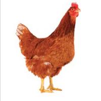 Galline Ovaiole varie razze