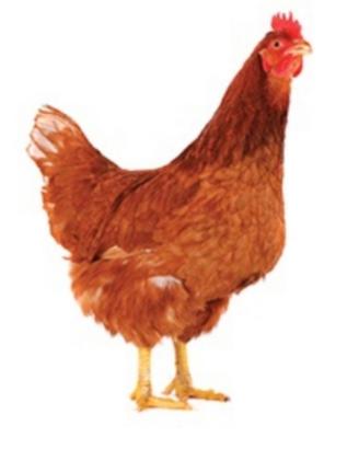 Galline Ovaiole varie razze