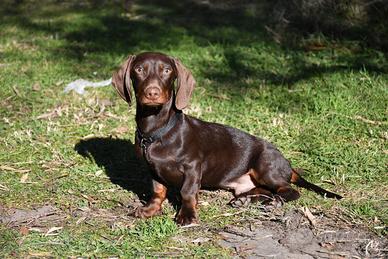 Bassotto cioccolato per monta