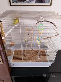 Animali cocorite pappagalli