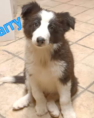 Cucciolo di Border Collie