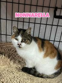 Nonnarella gatta tricolore di 13 anni