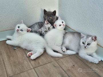 Cuccioli di SCOTTISH