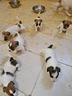allevamento-cuccioli-jack-russell-pedigree-enci