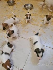 Allevamento cuccioli Jack russell pedigree Enci