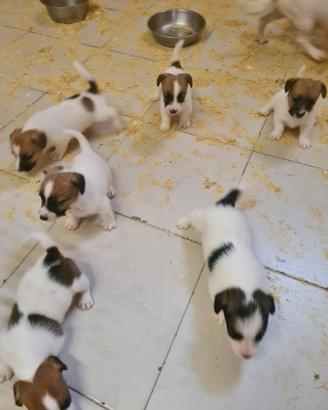 Allevamento cuccioli Jack russell pedigree Enci