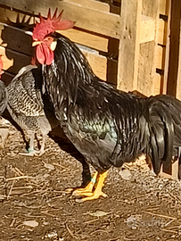 Gallo