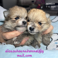 Spitz tedesco nano pomerania