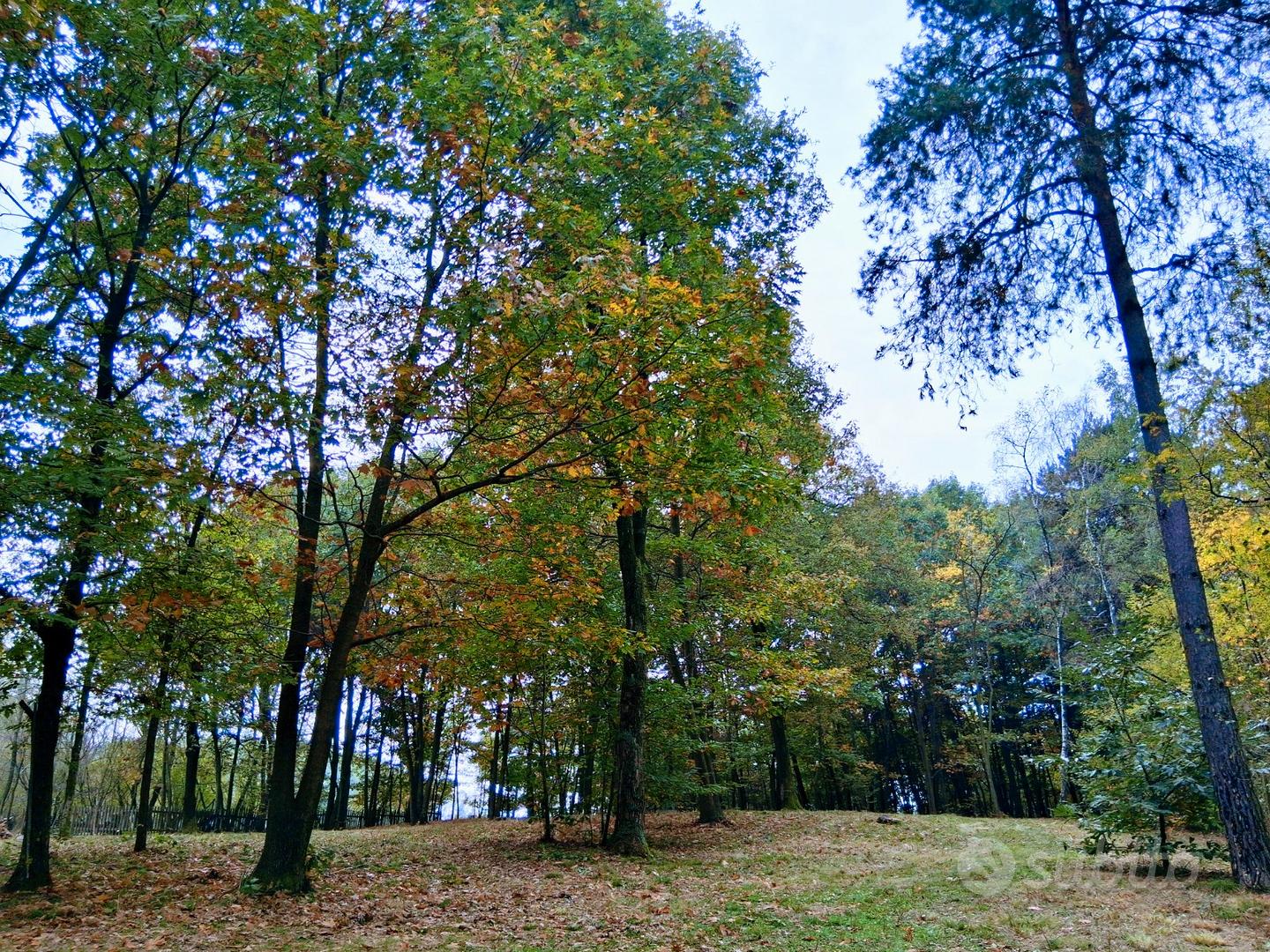 Terreno boschivo 6500 mq recintato - Altro