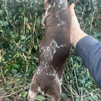 Cuccioli brwccopointer