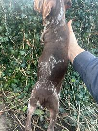 Cuccioli brwccopointer