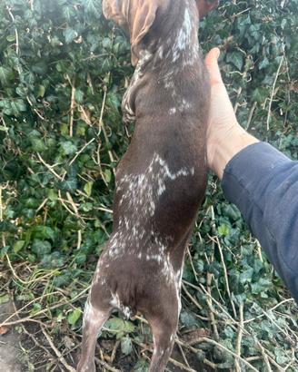 Cuccioli brwccopointer