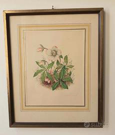 Tre Acquerelli VITTORIO GUIDOTTI Soggetti Floreali