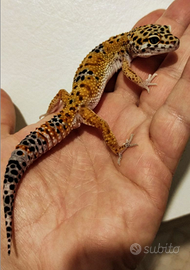 Geco leopardino