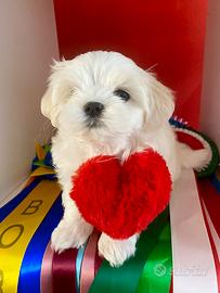 Maltese maschietto