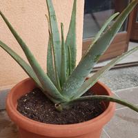 Aloe di Vera piante