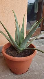 Aloe di Vera piante