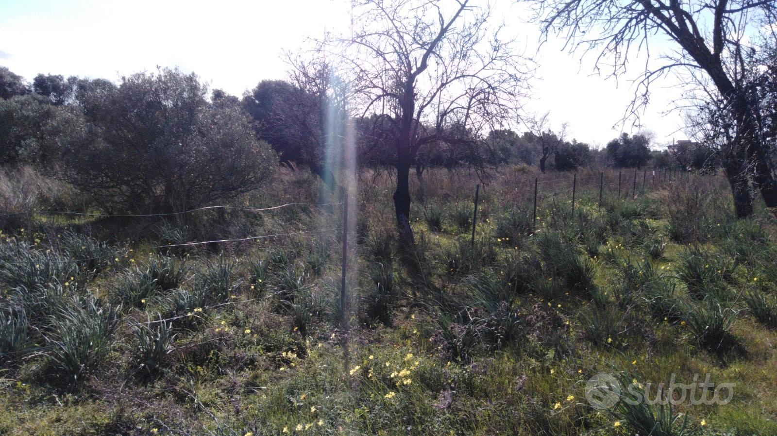 Mandorleto - Vista 5