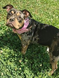 cucciola American bully trimerle