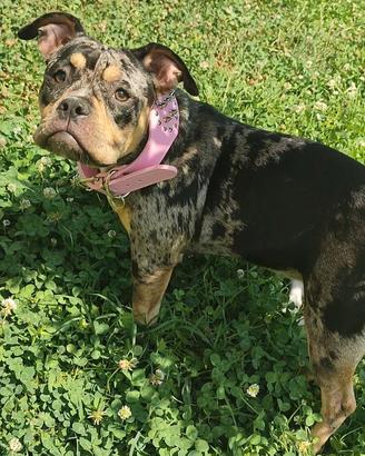 cucciola American bully trimerle