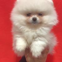 Pomerania femmina bianca