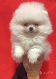 Pomerania femmina bianca