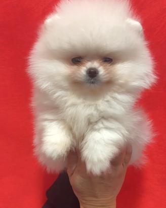 Pomerania femmina bianca