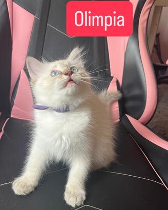 Due Principesse cucciole di Ragdoll