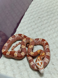 Pantherophis guttatus / elaphe guttata / serpente