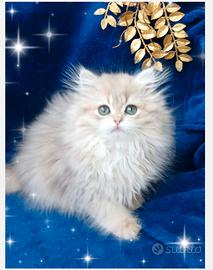 Gattino British longhair