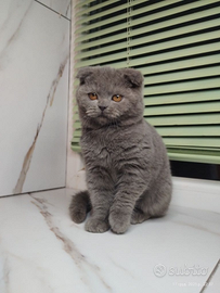 Scottish fold