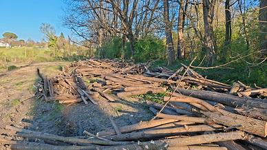 Legna da ardere robinia acacia