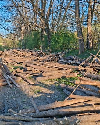 Legna da ardere robinia acacia