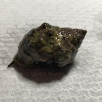 Lumaca marina Stramonita haemastoma