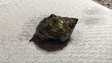 Lumaca marina Stramonita haemastoma