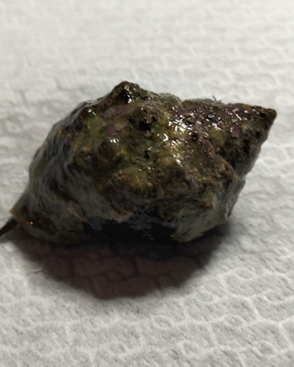 Lumaca marina Stramonita haemastoma