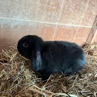 Coniglio ariete nano