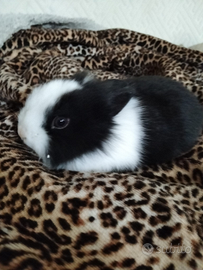 Coniglio nano